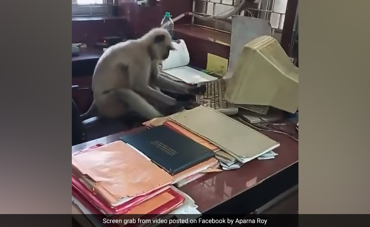 Caught On Camera: Langur Using Computer At West Bengal Railway Office Stuns Internet