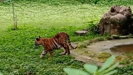 Gwalior News: ग्वालियर जू में सफेद मादा शावक की मौत, मांद में फैला सन्नाटा&nbsp;
