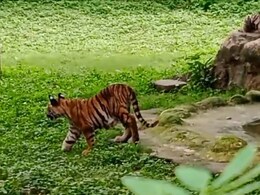 Gwalior News: ग्वालियर जू में सफेद मादा शावक की मौत, मांद में फैला सन्नाटा 