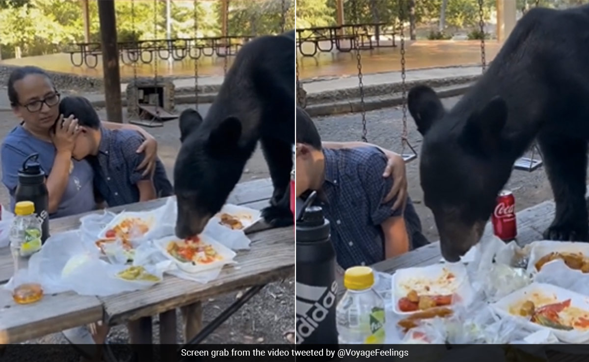 Watch: Bear Gatecrashes Family Picnic In Mexico, Gorges On Enchiladas And Tacos