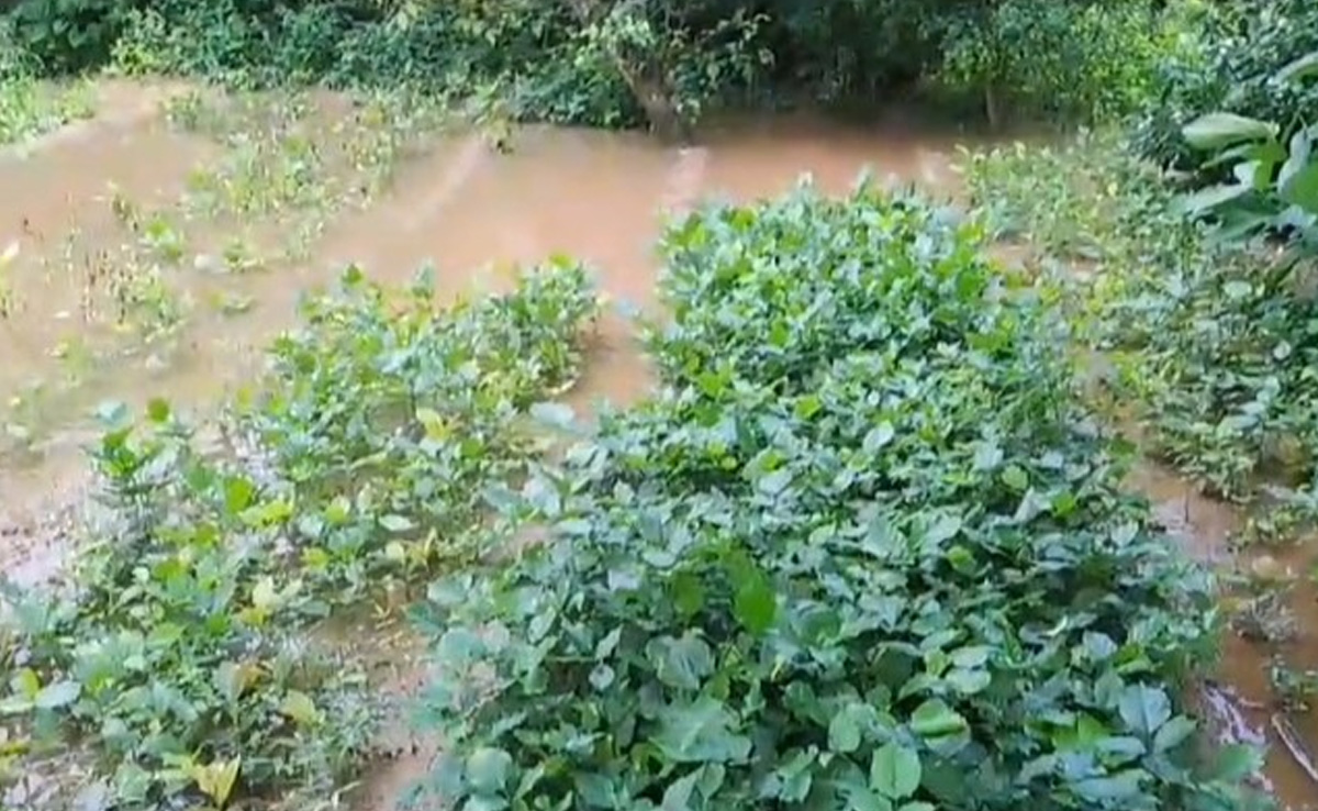 'हरित राजस्थान, स्वस्थ राजस्थान' अभियानः बारिश में डूबे 2 लाख 90 हजार पौधे