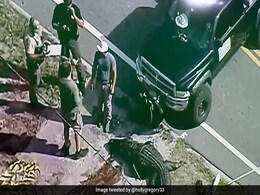 14-Foot Alligator Found With Body In Its Jaws In US Canal 14-Foot Alligator Found With Body In Its Jaws In US Canal