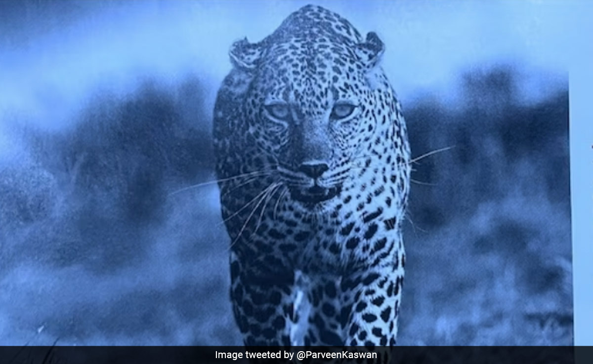 तेंदुआ या चीता, स्पाइसजेट एयरलाइन्स की मैगजीन ने कर दी बड़ी भूल, सोशल मीडिया पर बन रहा मजाक