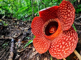 दुनिया का इकलौता ऐसा फूल, जो खुशबू की बजाए देता है सड़े हुए मांस जैसी बदबू दुनिया का इकलौता ऐसा फूल, जो खुशबू की बजाए देता है सड़े हुए मांस जैसी बदबू