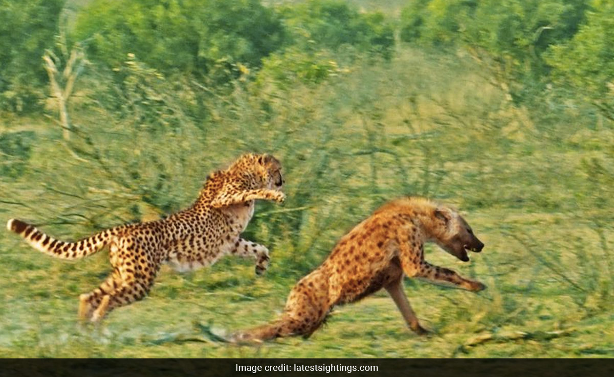 Hyena Escapes Cheetahs' Deadly Chase In South African Wild