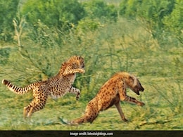 Hyena Escapes Cheetahs' Deadly Chase In South African Wild Hyena Escapes Cheetahs' Deadly Chase In South African Wild
