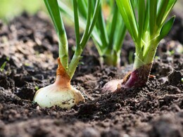 बाजार में अलवर के लाल प्याज की जबरजस्त मांग, किसानों के चेहरे खिले