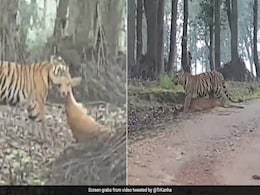 हिरण को घसीटते हुए जंगल की ओर ले जाते दिखे बाघ, शिकार का खतरनाक Video खड़े कर देगा रोंगटे हिरण को घसीटते हुए जंगल की ओर ले जाते दिखे बाघ, शिकार का खतरनाक Video खड़े कर देगा रोंगटे
