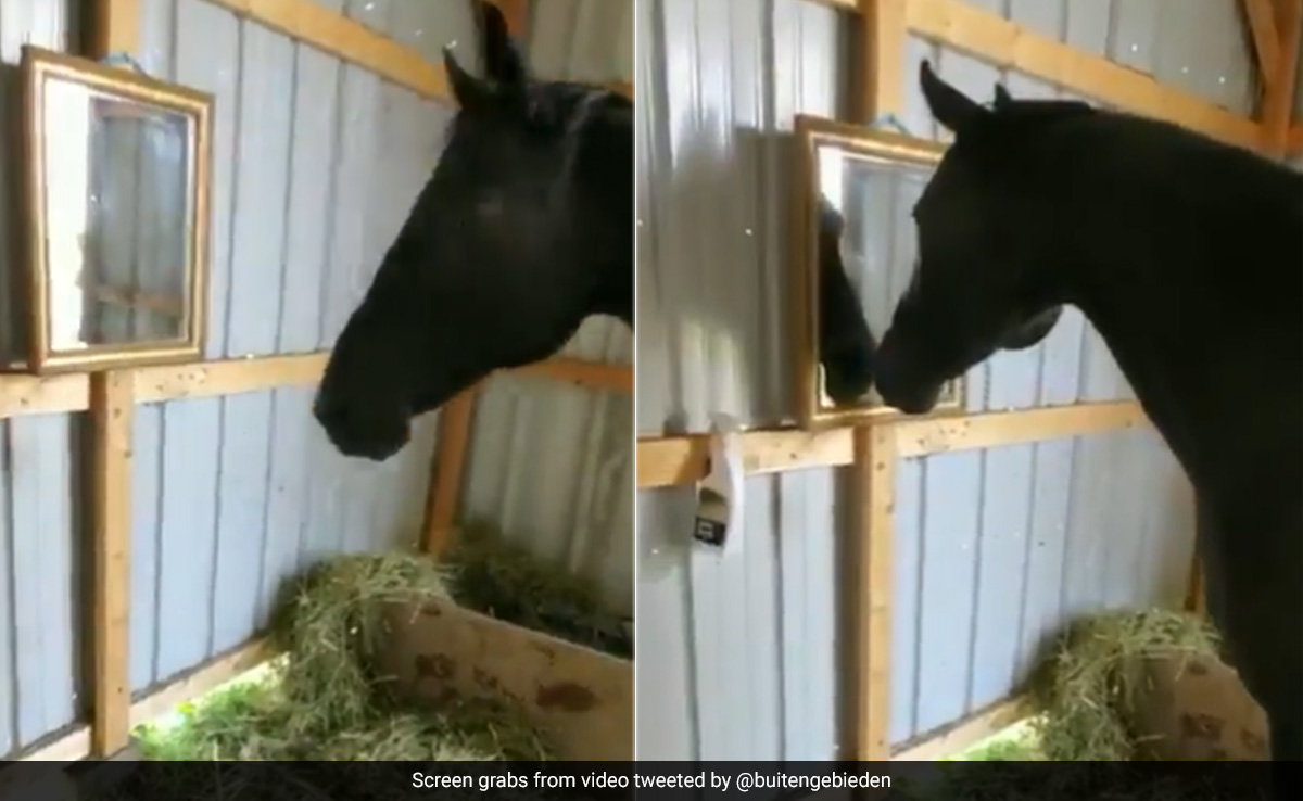 घोड़े ने आइने में पहली बार देखा अपना चेहरा, देखते ही की ऐसी हरकत, हंसते-हंसते पेट में हो जाएगा दर्द