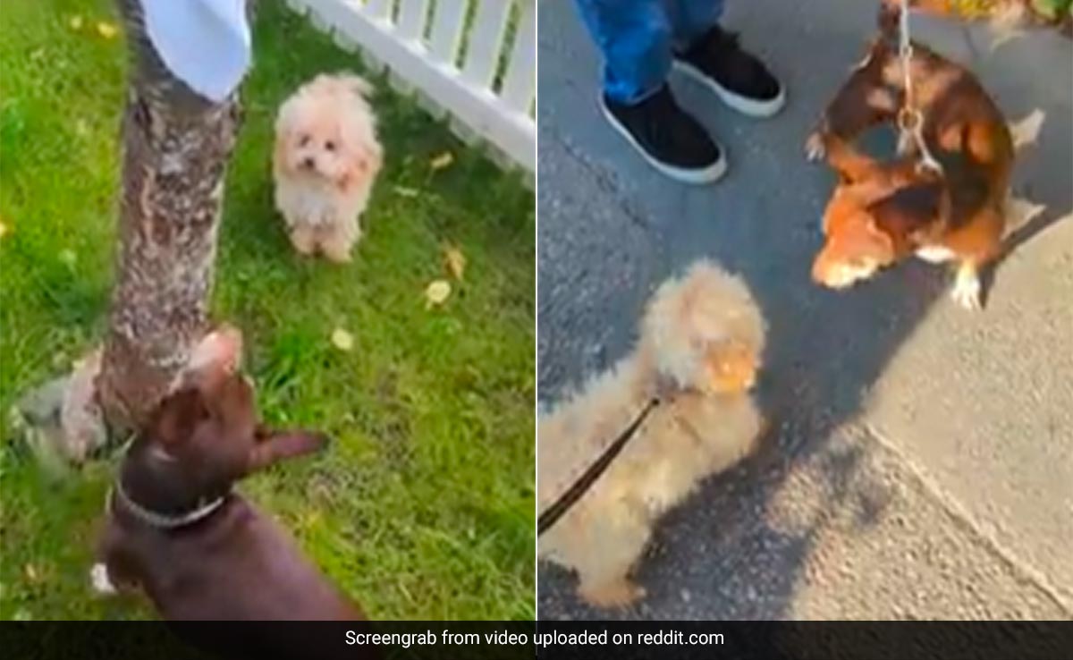 छोटे से डॉगी ने पहली बार बनाया दोस्त, नहीं रहा खुशी का ठिकाना, करने लगा ऐसी हरकतें, आप भी करेंगे एन्जॉय