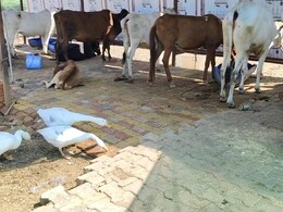 Bharatpur: बेसहारा जानवरों के प्रति इस युवा का अनोखा प्रेम, अब प्रशासन ने उपलब्ध कराए शेल्टर होम