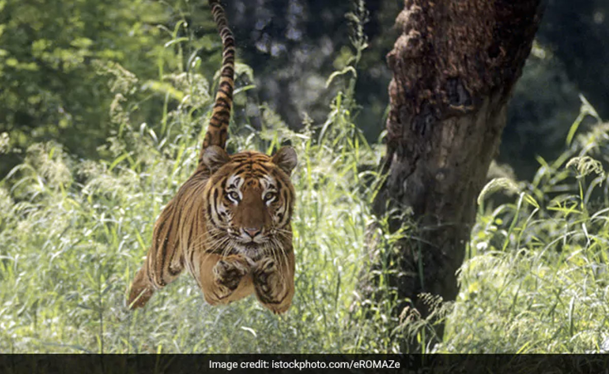 रणथंभौर में एक और शावक की मौत, मरणासन्न हालत में मिला, कुछ देर के इलाज में हुई मौत