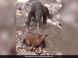 कोमोडो ड्रैगन ने देखते ही देखते निगल ली बकरी, कमज़ोर दिल वाले न देखें शिकार का ये खतरनाक Video कोमोडो ड्रैगन ने देखते ही देखते निगल ली बकरी, कमज़ोर दिल वाले न देखें शिकार का ये खतरनाक Video