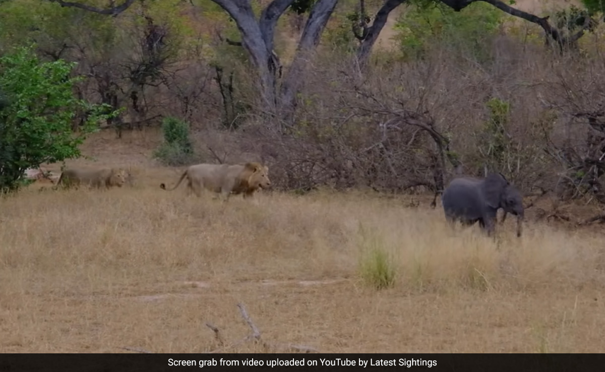 Watch: How Baby Elephant Narrowly Escapes Lions