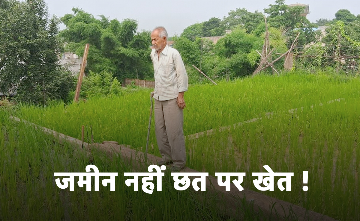 महासमुंद: जमीन से 25 फीट ऊपर धान की खेती करते हैं किसान बीपी बिसाई !