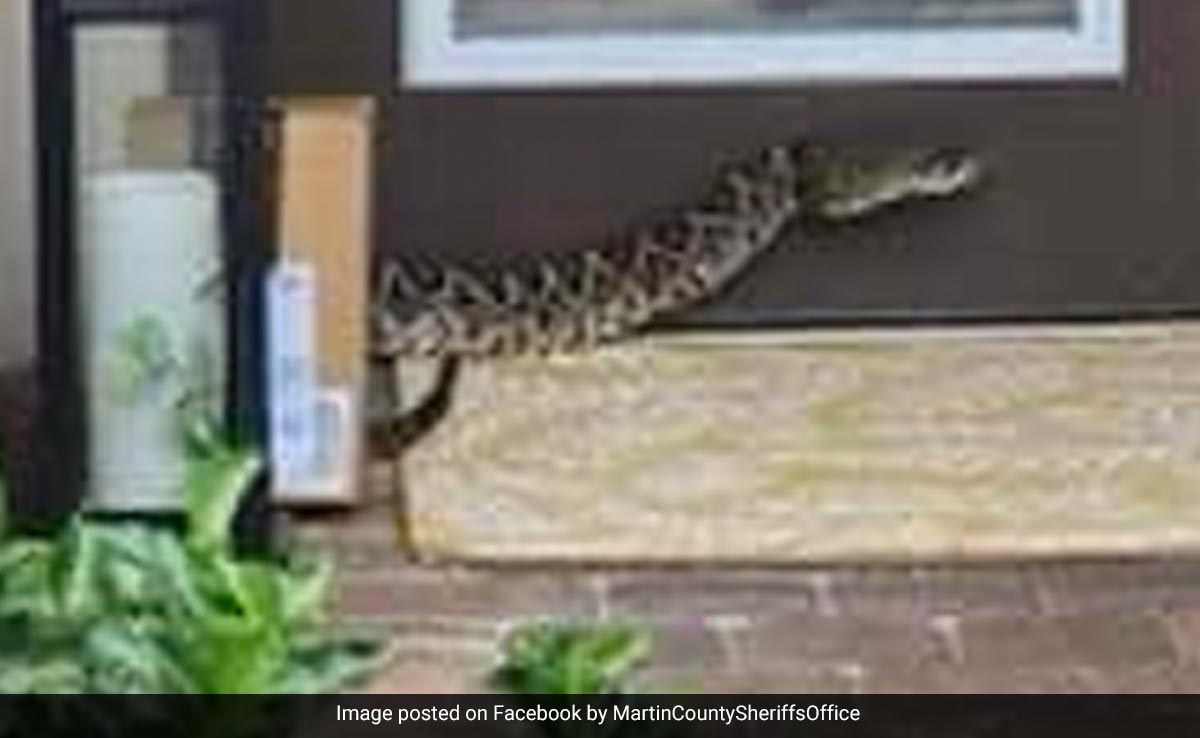 Amazon Driver In US Bitten By ''Highly Venomous'' Rattlesnake, In ''Serious Condition''