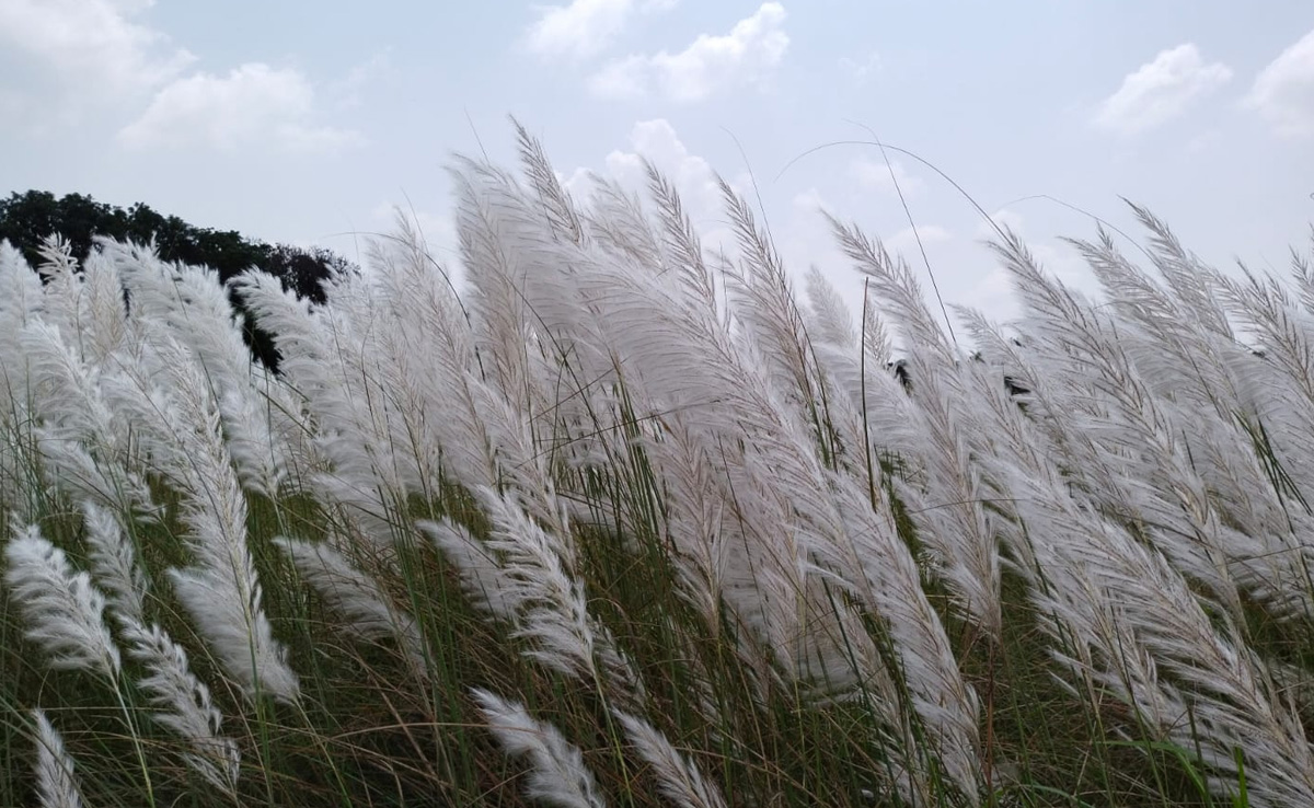 सागर : खेतों में फूली कास मानसून की विदाई का संकेत? बारिश के लिए इंद्रदेव को मना रहे किसान