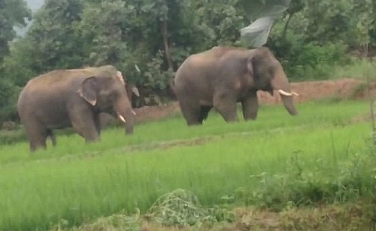 गौरेला पेंड्रा मरवाही वन मंडल में दंतैल हाथियों का आंतक, किसानों की फसलों को पहुंचाया भारी नुकसान