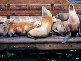 400 Seals, Sea Lions Die Due To Bird Flu In Uruguay 400 Seals, Sea Lions Die Due To Bird Flu In Uruguay