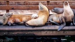 Sea Lions Attacking Humans In Southern California. Here's Why
