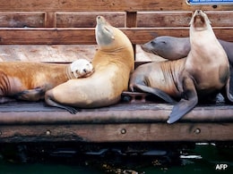Sea Lions Attacking Humans In Southern California. Here's Why Sea Lions Attacking Humans In Southern California. Here's Why