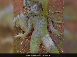 इस पेड़ को देख आप भी खा जाएंगे धोखा, आखिर इसमें छिपा है कैसा राज इस पेड़ को देख आप भी खा जाएंगे धोखा, आखिर इसमें छिपा है कैसा राज