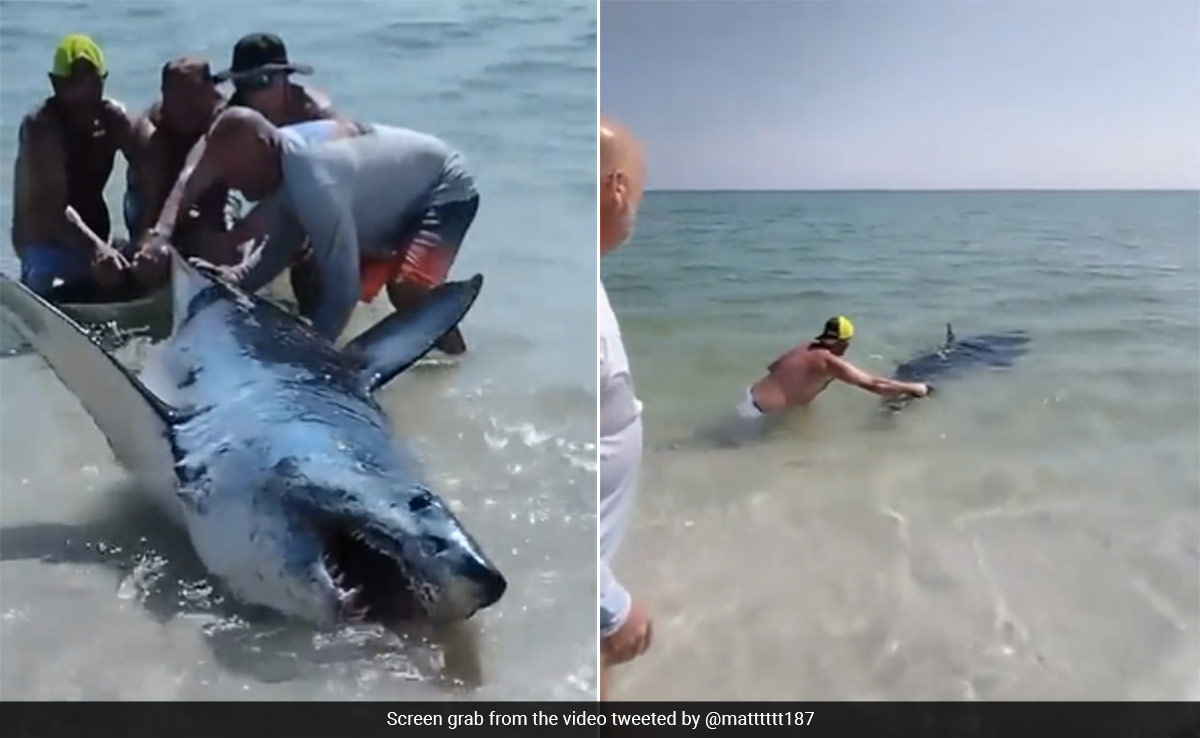 In Dramatic Video, US Beachgoers Push Stranded Mako Shark Back Into Sea