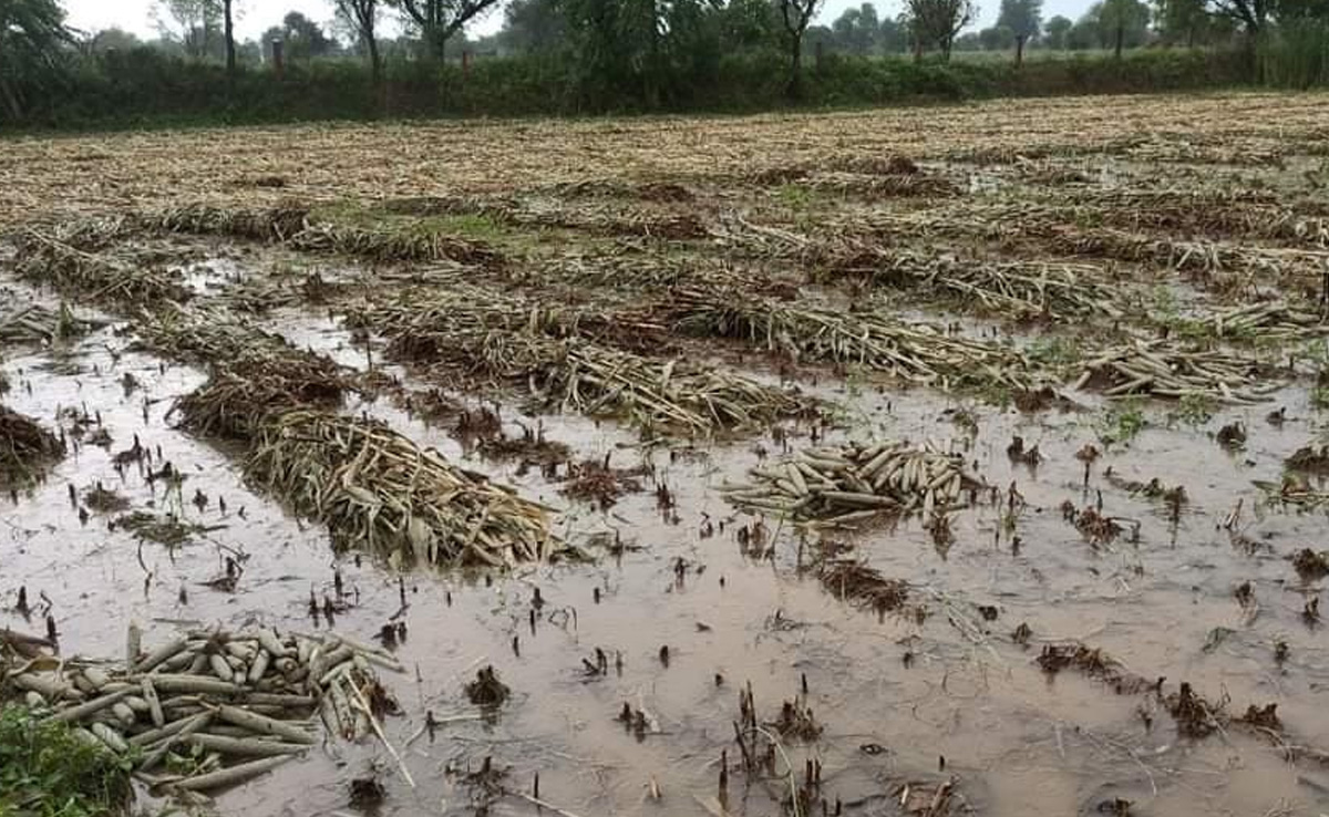 बारिश ने बढ़ाई किसानों की चिंता, 70 प्रतिशत बाजरे की फसल ख़राब, बीमा कंपनी से ऐसे करें क्लेम