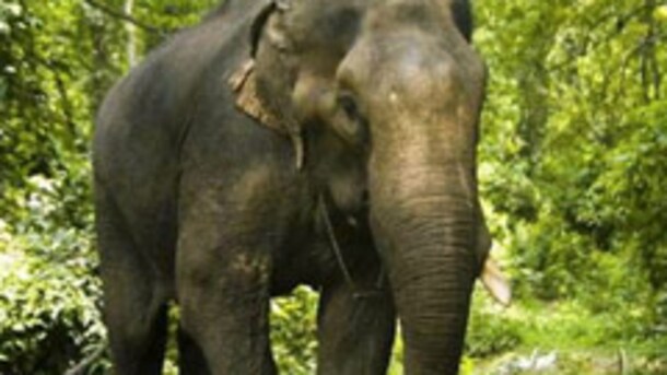 Man, 71, On His Way To Vote, Trampled To Death By Elephant In Jharkhand
