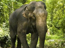 Man, 71, On His Way To Vote, Trampled To Death By Elephant In Jharkhand Man, 71, On His Way To Vote, Trampled To Death By Elephant In Jharkhand
