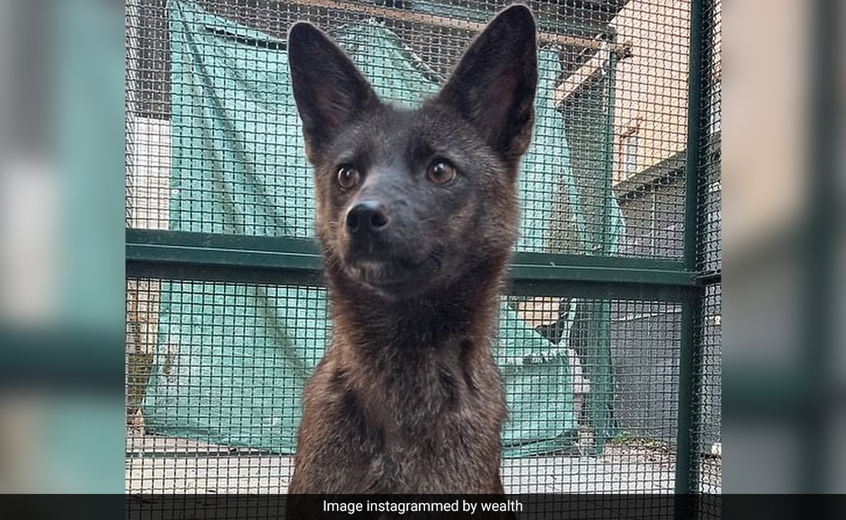 World's First Dog-Fox Hybrid 'Dogxim' Dies, Investigation Launched