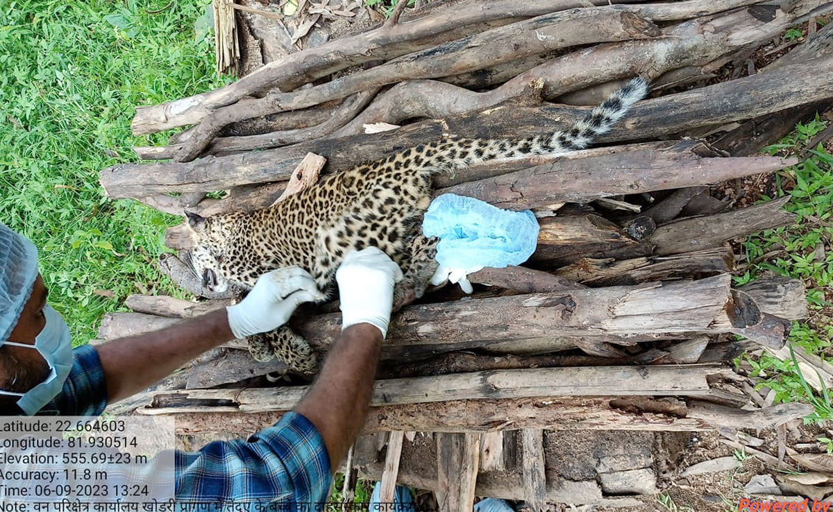 गौरेला-पेण्ड्रा-मरवाही : वन विभाग की लापरवाही से तेंदुए के शावक की मौत ! अधिकारी लीपपोती में जुटे