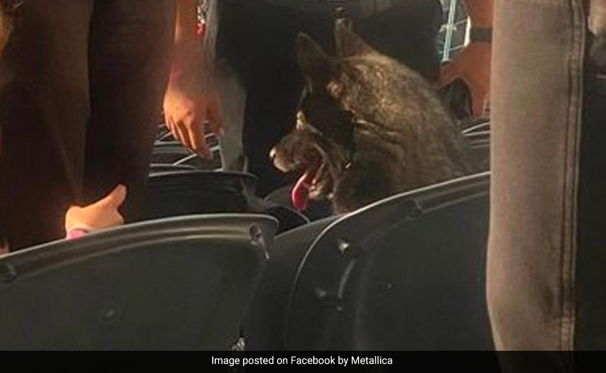 A Dog Sneaks Into Metallica Concert, Attends Entire Set In US