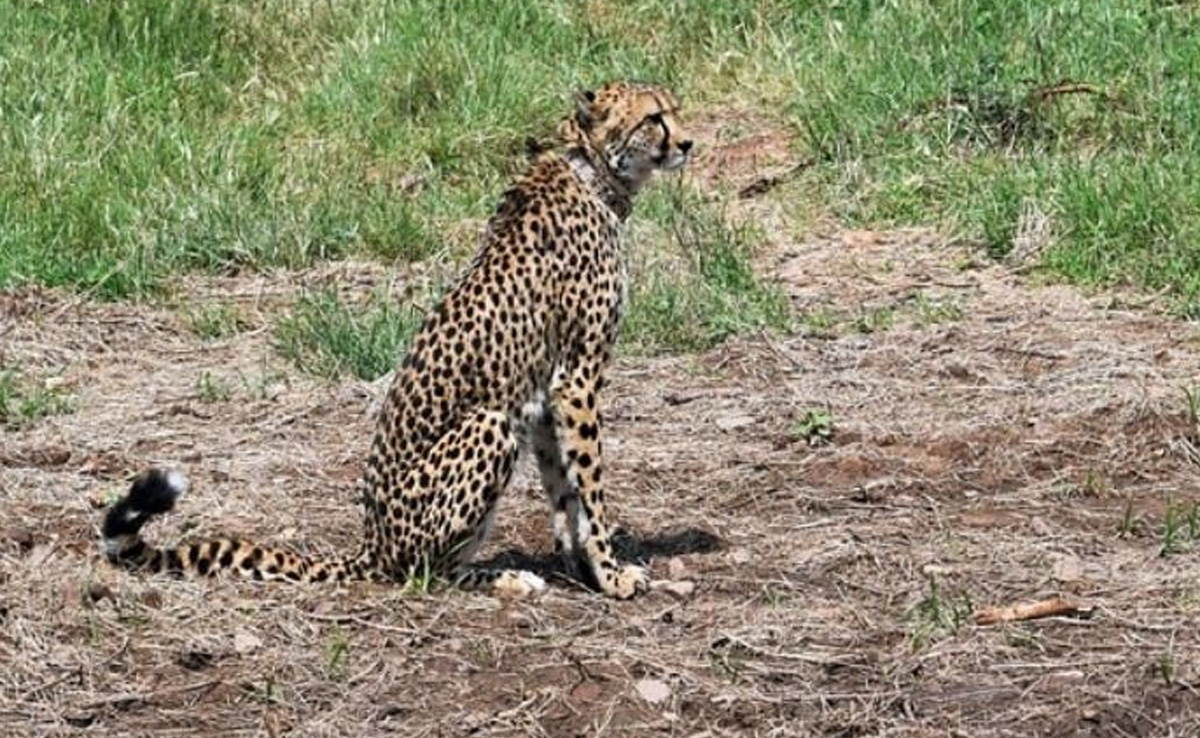 MP के सेसईपुरा में जल्द शुरू होगी चीता सफारी, पर्यटकों को होगा लाभ, बढे़गा रोजगार