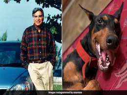 सड़क पर घूमता मिला किसी का पालतू कुत्ता, रतन टाटा ने पोस्ट शेयर कर दी जानकारी, लोगों से की ये खास अपील सड़क पर घूमता मिला किसी का पालतू कुत्ता, रतन टाटा ने पोस्ट शेयर कर दी जानकारी, लोगों से की ये खास अपील