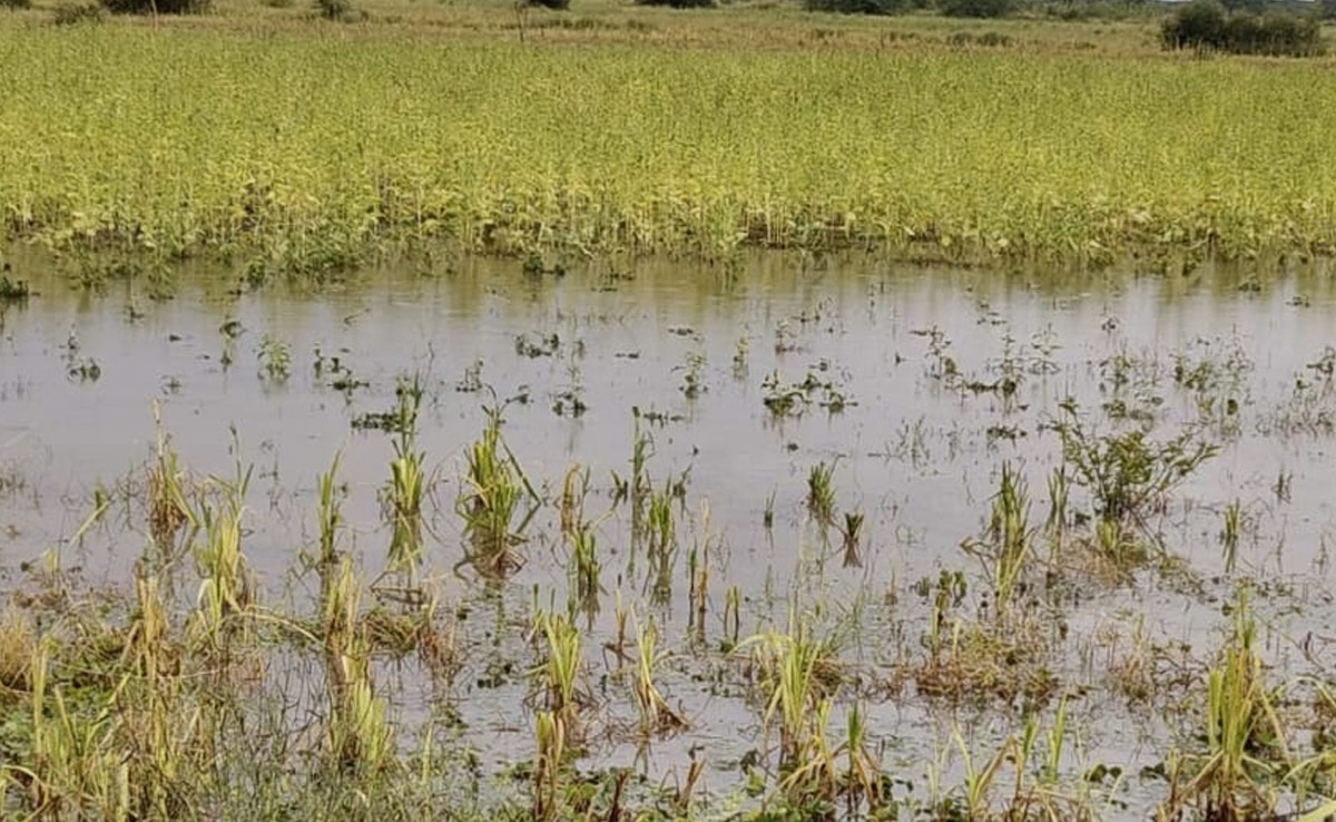 बारिश ने किसानों की मेहनत पर फेरा पानी, जालौर और सांचौर में 360 करोड़ रुपए के नुकसान की आशंका