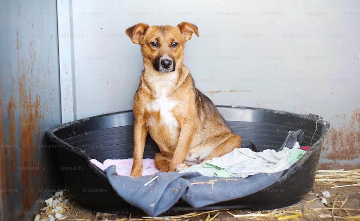 Mystery Dog Illness Spreading In US. Vets Say It's Dangerous