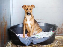 Brucella Canis, Incurable Dog Disease, Spreads To Humans In UK Brucella Canis, Incurable Dog Disease, Spreads To Humans In UK