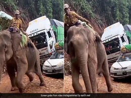 पहाड़ पर गाड़ी खींचते हाथी का वीडियो सोशल मीडिया पर वायरल, लोग बोले- जानवरों के लिए कुछ नहीं बदला पहाड़ पर गाड़ी खींचते हाथी का वीडियो सोशल मीडिया पर वायरल, लोग बोले- जानवरों के लिए कुछ नहीं बदला