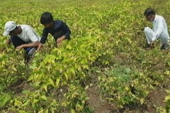 Rain Shortfall Threaten Kharif Crops In Madhya Pradesh Rain Shortfall Threaten Kharif Crops In Madhya Pradesh