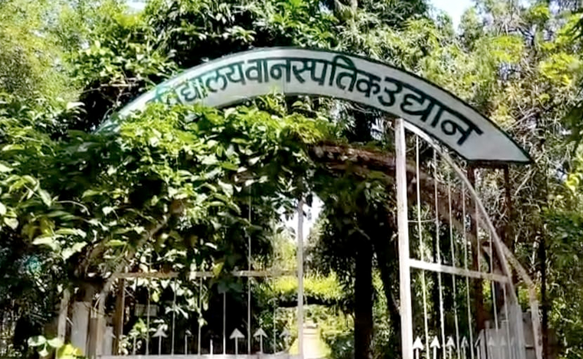 सागर : भगवान कृष्ण का प्रिय पेड़ "कृष्ण वट" हरिसिंह गौर वनस्पति गार्डन में है 65 साल से संरक्षित !