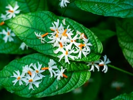 42 दिनों तक कर लें इस हरी पत्तियों का सेवन माइग्रेन के दर्द से मिलेगी राहत, फिर नहीं खानी पड़ेगी दवा 42 दिनों तक कर लें इस हरी पत्तियों का सेवन माइग्रेन के दर्द से मिलेगी राहत, फिर नहीं खानी पड़ेगी दवा