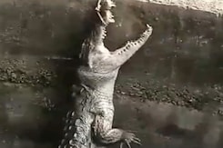 मध्य प्रदेश में मगरमच्छ को कुएं से किया गया रेस्क्यू मध्य प्रदेश में मगरमच्छ को कुएं से किया गया रेस्क्यू