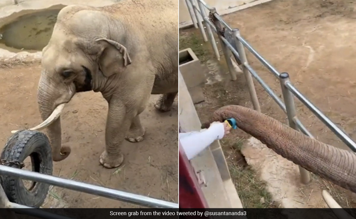 Old Video Shows Elephant Returning A Child's Shoe At Zoo, Internet In Awe
