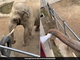 हाथी के बाड़े में गिर गया बच्चे का जूता, गजराज ने देखते ही किया कुछ ऐसा, जानवर की समझदारी ने जीता लोगों का दिल हाथी के बाड़े में गिर गया बच्चे का जूता, गजराज ने देखते ही किया कुछ ऐसा, जानवर की समझदारी ने जीता लोगों का दिल