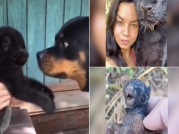 बिल्ली का बच्चा समझकर खूंखार जानवर को घर में पाल रही थी महिला, बड़ा होकर करने लगा ऐसी हरकतें, फिर पता चला... बिल्ली का बच्चा समझकर खूंखार जानवर को घर में पाल रही थी महिला, बड़ा होकर करने लगा ऐसी हरकतें, फिर पता चला...