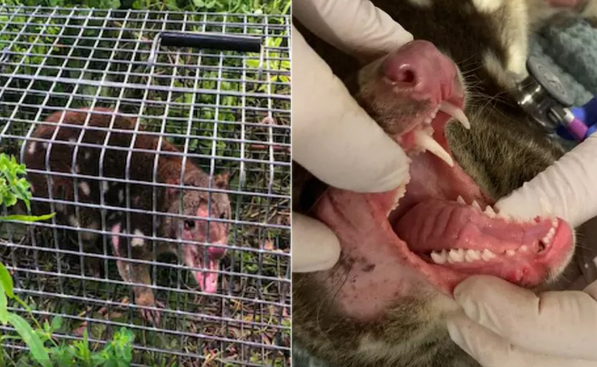 सैंकड़ों सालों पहले विलुप्त हो चुका था ये जीव, चिकन के लालच में आया सामने