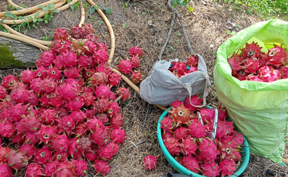 Agriculture News: ड्रैगन फ्रूट की खेती से महकती जिंदगी, रोजाना हो रही किसानों की बढ़िया कमाई
