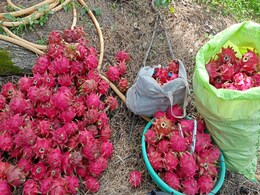 Agriculture News: ड्रैगन फ्रूट की खेती से महकती जिंदगी, रोजाना हो रही किसानों की बढ़िया कमाई Agriculture News: ड्रैगन फ्रूट की खेती से महकती जिंदगी, रोजाना हो रही किसानों की बढ़िया कमाई