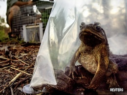 Invasive Species Costs Global Economy $423 Billion Per Year: UN Report Invasive Species Costs Global Economy $423 Billion Per Year: UN Report